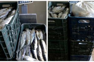 Peste 200 de kilograme de peste, transportate fara documente legale, confiscate de politistii de frontiera constanteni