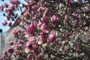 Spectacolul primăverii, în Oradea: Au înflorit magnoliile (FOTO)