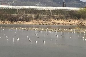 Păsările plutesc printre gunoaie