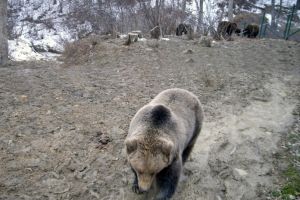 IPJ Harghita a deschis un dosar penal în urma atacului de urs de la Crişeni