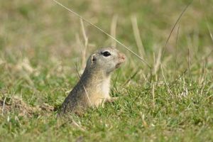 FOTO: Popândăii, decimaţi de practicile agricole de pe vremea lui Ceauşescu, au început să-şi revină. Ce ameninţări planează acum asupra populaţiilor de popândăi
