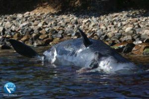 O balena gestanta, cu 22 de kilograme de plastic in stomac, descoperita moarta pe o plaja din Italia