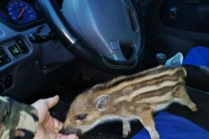 Pui de mistreţ găsit în maşina unui bărbat, în zona Cheile Râşnoavei