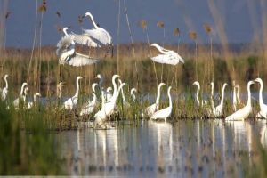 Arii în aer: Ariile protejate din Bihor au rămas nepăzite şi neîngrijite din cauza statului!