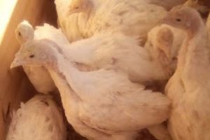 Cozi URIAŞE la FERMELE AVICOLE din ARGEŞ!