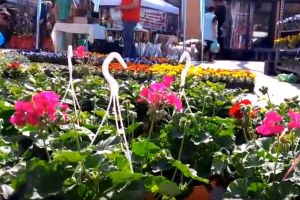 ”Grădină şi Ambianţă”, 4-7 aprilie. Peste 30 de expozanţi pe pietonal