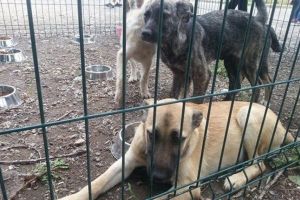 Târg de adopţii la Timişoara. Câini şi pisici îşi caută un cămin