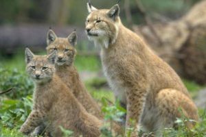 Croatii, indemnati sa voteze numele rasului transferat din Romania pentru refacerea populatiei din salbaticie