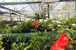 FOTO Secretul înfrumuseţării Sibiului – Serele de flori ale oraşului „colorează” urbea