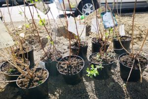 Zeci de arbusti ornamentali vor infrumuseta municipiul Constanta. In ce zone sunt plantati (galerie foto)