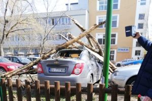 Un copac a căzut din senin în Parcul Tractorul. O personă rănită şi două maşini avariate