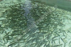 DÂMBOVIȚA: Doi operatori  au apelat la ajutorul de stat pentru reducerea accizei la motorina utilizată în acvacultură