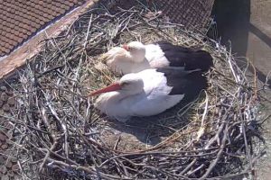 ÎN DIRECT Cuibul unor berze în comuna Cristian