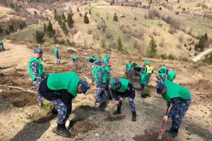 Mii de puieţi de molid şi de brad, plantaţi de Ziua Jandarmeriei