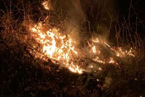 FOTO Incendiu în pădure la Buia – Șase hectare au ars