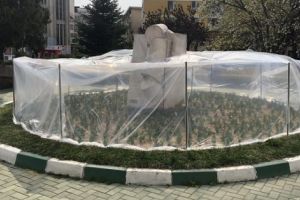 Lalelele, protejate de păsări, câini şi… oameni!