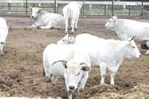Rasă de vaci românească, pe cale de dispariţie