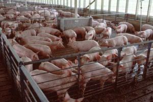 Ajutor substanţial pentru prevenirea şi limitarea PPA