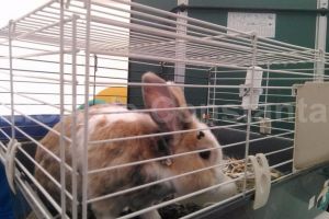 Clinica veterinara la Cumpana. De ce are nevoie investitorul