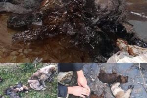 INCREDIBIL! 8 CĂŢELUŞI au fost găsiţi IMOBILIZAŢI ÎN SMOALĂ!