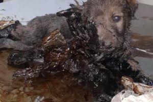 INCREDIBIL! 8 CĂŢELUŞI au fost găsiţi IMOBILIZAŢI ÎN SMOALĂ!