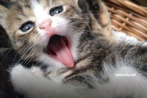 Cele mai iubite animale de companie din Romania