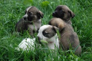 Nu cumpăra, adoptă! 4 aprilie, Ziua Internaţională a Animalelor fără Stăpân.