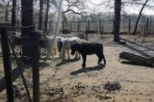 Gradina Zoologica Braila, lagar pentru necuvantatoarele inconjurate de propriile fecale
