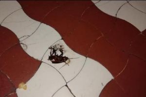 Mamă la spital: ”Mi-e scârbă unde trebuie să aducem copiii să îi tratăm”. A fotografiat gândaci în salon