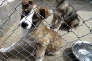 SC Salubritate Craiova SRL: Marcăm astăzi Ziua Internaţională a Câinilor fără Stăpân, invitând iubitorii de animale să adopte un căţel de la Adăpostul canin Breasta