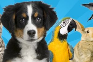 Cele mai iubite animale de companie din România