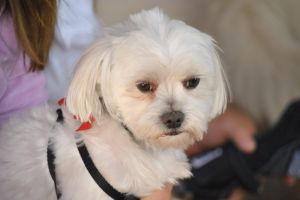 Acordul vecinilor pentru animale la bloc: femeia care vrea să dea în judecată CLT vă cere ajutorul