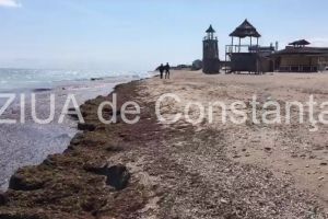Plaja din Vama Veche a fost invadata de alge. In mai putin de o luna vin primii turisti (galerie foto)