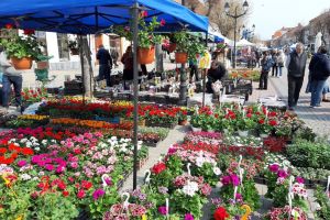 Pietonalul a înflorit. Amatorii de grădinărit au de unde alege (FOTO-VIDEO)