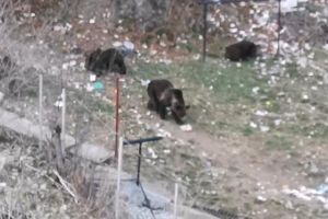 Buşteni: Doi copii, filmaţi în timp ce se jucau la câteva zeci de metri de o ursoaică cu doi pui