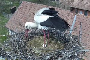 Primul ou de barză depus în cuibul urmărit de Milvus din Dumbrăvioara, live pe webcam