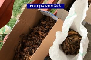Perchezitii in mai multe judete, printre care si Constanta. Vizate, persoane banuite de afaceri ilegale cu tutun (galerie foto)