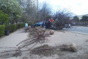 Mai multi arbori au fost plantati pe bulevradul Aurel Vlaicu din municipiul Constanta (galerie foto)