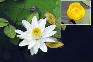 Preşedintă pe lângă: Şefa ANANP anunţă un proiect de 10 milioane de euro pentru Peţea, dar confundă nuferii şi nu ştie că melcul termal a dispărut