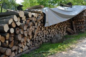 O firmă din Bratca vindea material lemnos „la negru”: Patronii au rămas fără 300.000 lei