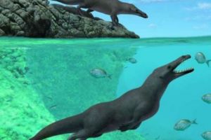 Descoperire epocală.  Mistere elucidate de paleontologi. Fosilele unor balene patrupede au fost găsite în Peru