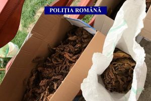 FOTO Percheziţii la Sibiu şi în alte 16 judeţe – Afaceri ilegale cu tutun vizate de poliţişti