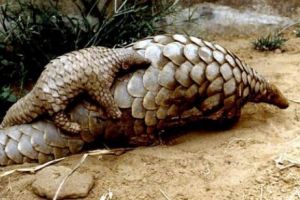 Zeci de tone de solzi de pangolin. Exterminaţi în numele tradiţiei!