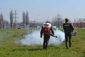Atenţie orădeni! Săptămâna viitoare se va executa deratizarea şi dezinsecţia spaţiilor publice