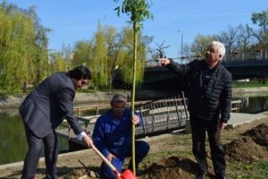 Primarul Timişoarei a început să planteze salcii