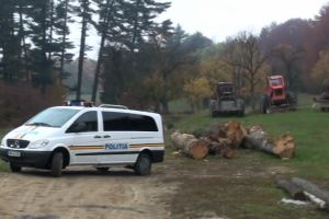 Cu drujba la tăiat de lemne. Doi sătmăreni, prinşi în flagrant în timp ce tăiau copaci dintr-o pădure