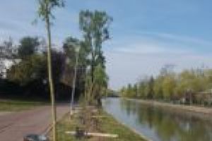 Sute de sălcii şi magnolii, plantate în Timişoara, pe malurile râului Bega. Trăiască exportatorii din Italia şi Ungaria!