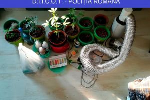 Perchezitii la persoane suspectate de trafic de droguri de mare risc. Ce au stabilit procurorii DIICOT (galerie foto)