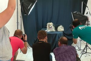 Cu maidanezii la fotograf