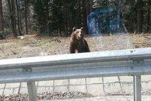 Puiul de urs “cerşetor” a ieşit din bârlog şi a reapărut pe marginea şoselei care leagă Vrancea de Covasna